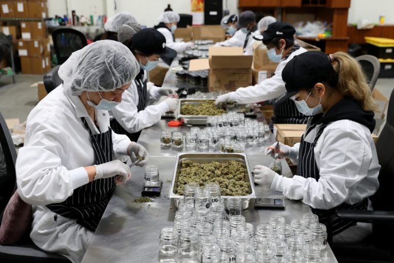 EXCLUSIVO: Mercado de cannabis pode movimentar R$ 26,1 bilhões no Brasil até 2025 com regulamentação